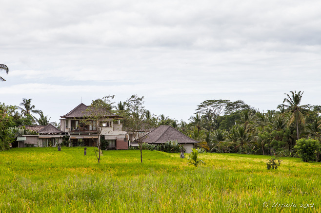 Balinese Rice fields, Ubud Indonesia