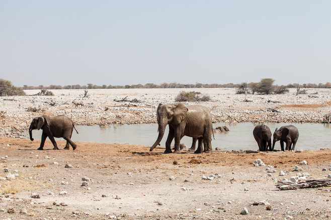 Elephants at the Waterhole, Etosha National Park, Namibia.