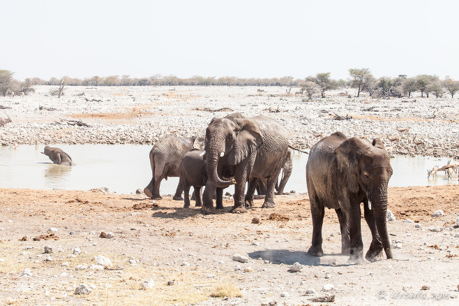 Elephants at the Waterhole, Etosha National Park, Namibia.