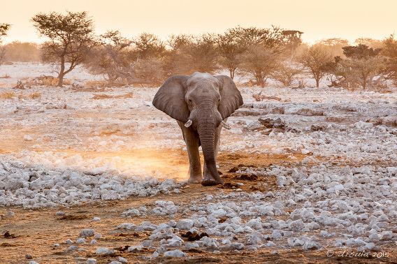 Amazing White Elephant Walk, Etosha National Park, Etosha National Park,  animal, animal, elephant, Namibia, Namibia