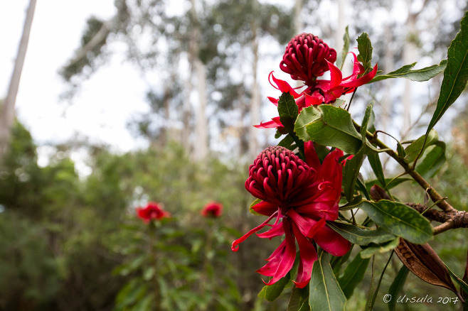 Waratah Flowers, Blue Mountains National Park near Leura, AU