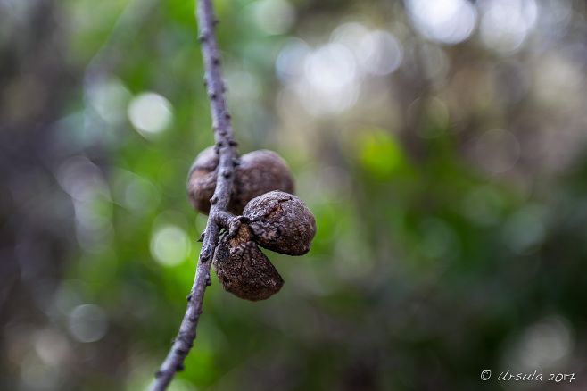 Seed Pods, Pool of Siloam Track, Leura AU