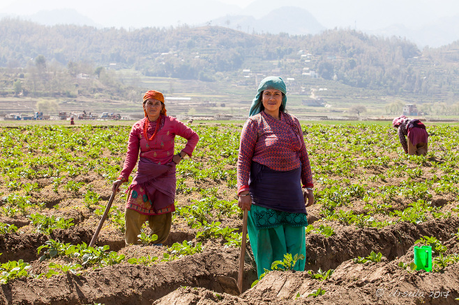 Nepalese women pause from their work in a potato field, Panauti-Namobuddha Nepal