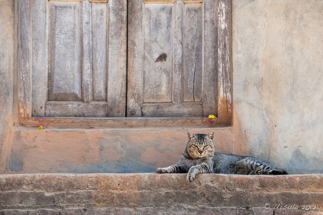 Cat on a step, Panauti-Namobuddha Rd, Nepal