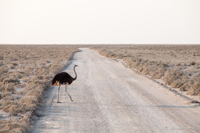 Ostrich crossing a gravel road, Etosha National Park, Namibia