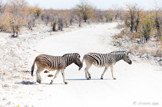 Two zebras crossing a gravel road< Etosha National Park Namibia