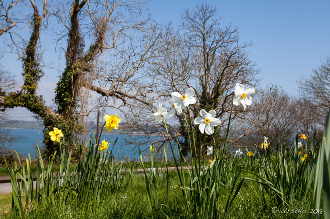 Daffodils on the Hill, Pendennis Castle Cornwal UK
