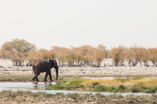 Elephant at a waterhole, Etosha National Park, Namibia Africa