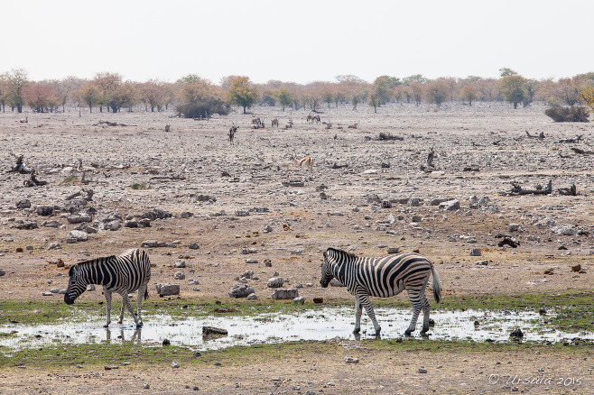 Zebras at a waterhole, Etosha National Park, Namibia Africa