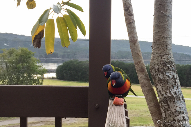 two rainbow lorikeets, Eden NSW AU