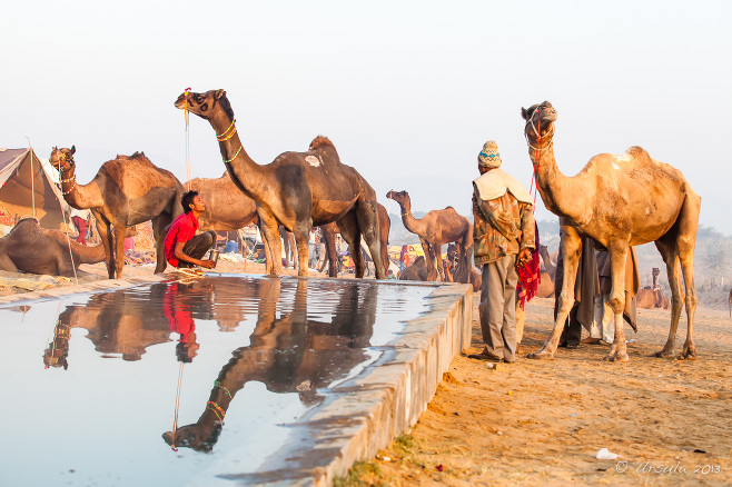 Rajasthani people and camels around a square water tank, Pushkar Fair, India