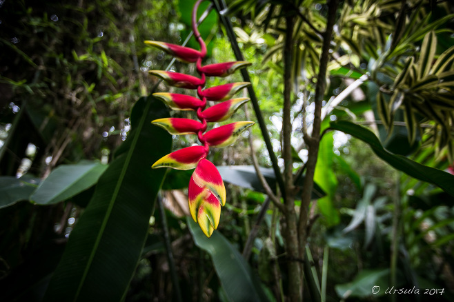 Hanging Crab Claw Flower (Heliconia Rostrata), Bali