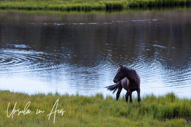 Wild Brumby at Three Mile Dam, Kosciuszko National Park Australia