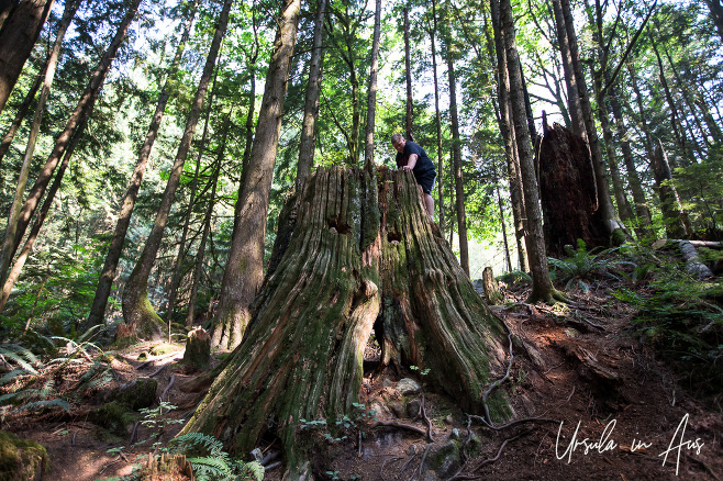 Boy climbing on a giant stump, Cascade Falls Park, Mission, B.C