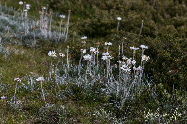 Silver Snow Daisies, Ramshead, Kosciuszko National Park Australia