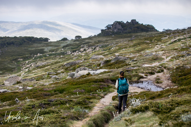 A National Parks guide on the Ramshead, Dead Horse Gap track, Kosciuszko National Park, Australia