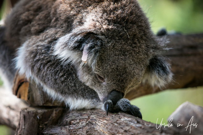 Portrait: koala asleep, Koala Reserve, Phillip Island, Victoria Australia