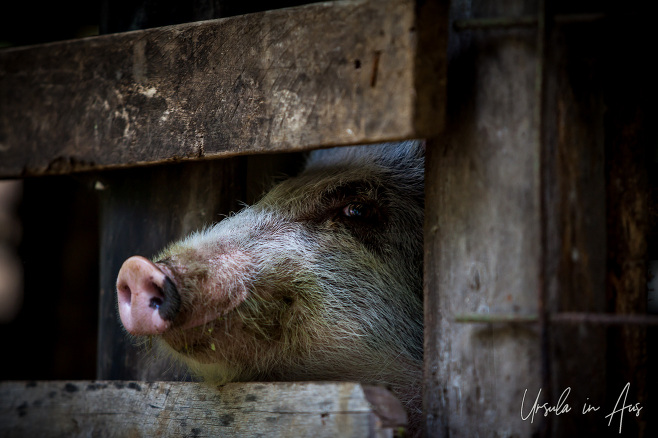 Pig in a wooden pen, Paiya Village, Papua New Guinea