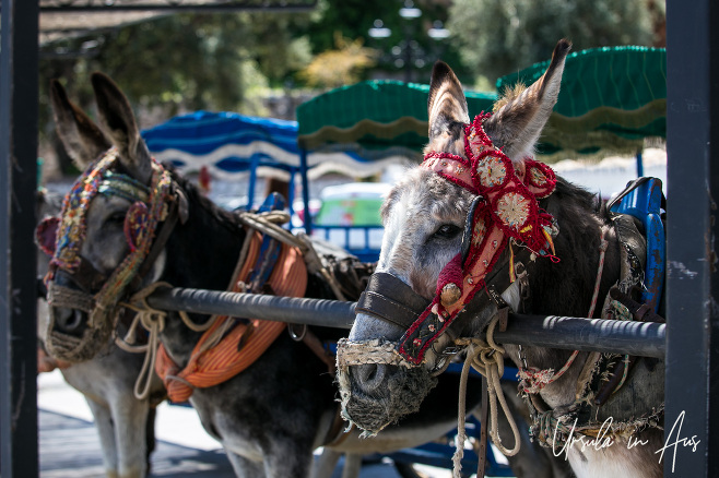 Andalusian Donkeys at a 
