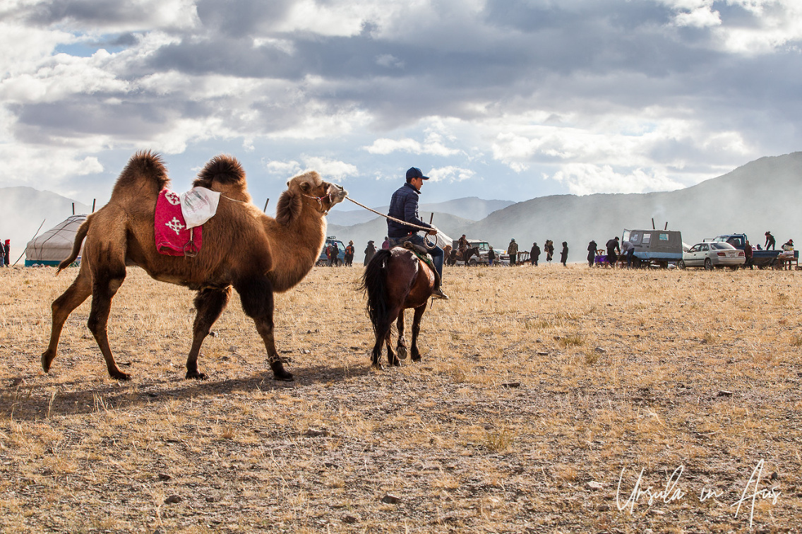 Camels At The Golden Eagle Festival Bayan ölgii Mongolia