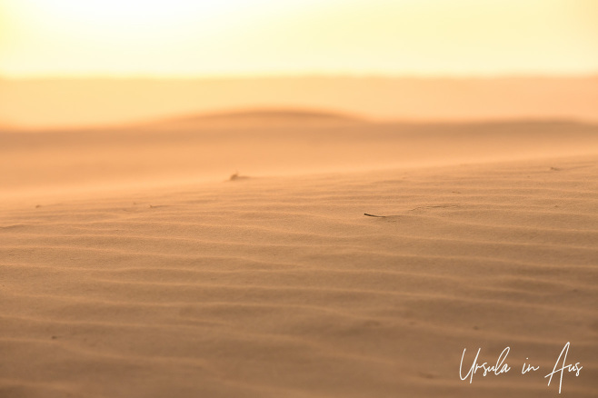 Afternoon light on sans blurred by wind, Wahiba Sands desert, Oman