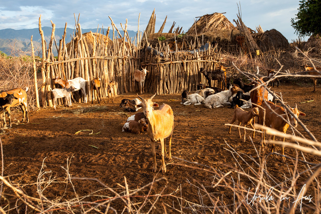 Goat pen, Arbore Village, Omo Valley Ethiopia