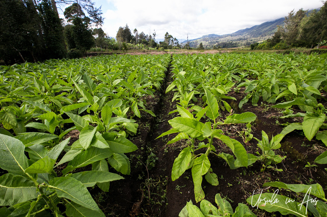 Young potato plants, Paiya Village, Papua New Guinea.