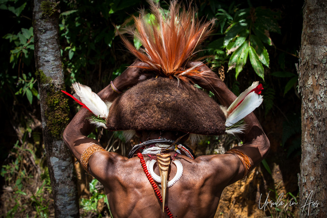 Portrait: Back of a Huli Wigman