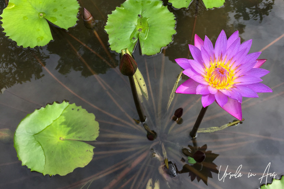 Lily Pad Love: Paying Homage to Floating Flora with Water Lilies