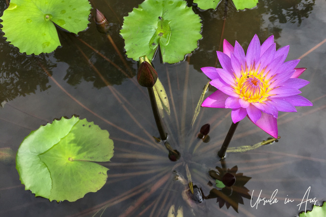 Dark Pink Water Lily, Sri Lanka 