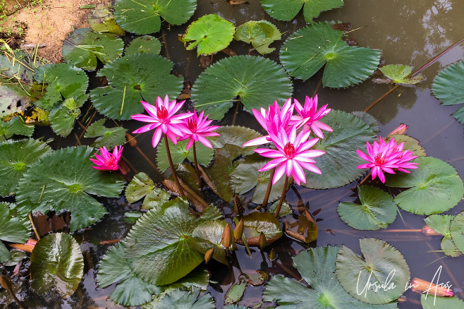 Dark Pink Water Lilies, Sri Lanka 