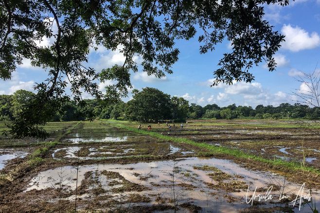 Rice paddies, Thirappane, North Central Province, Sri Lanka.