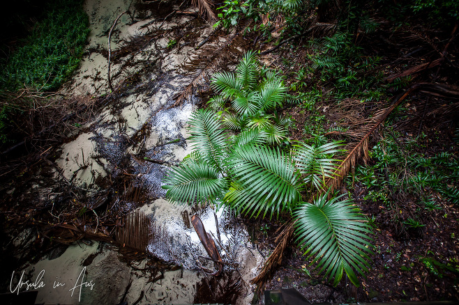 Ferns on Wanggoolba Creek, Fraser Island Queensland Australia