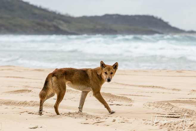 Dingo on Seventy-Five Mile Beach, Fraser Island, Queensland Australia