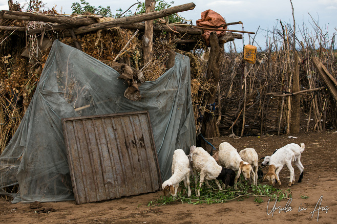 Goats in a Daasanach Village, Omo Valley Ethiopia