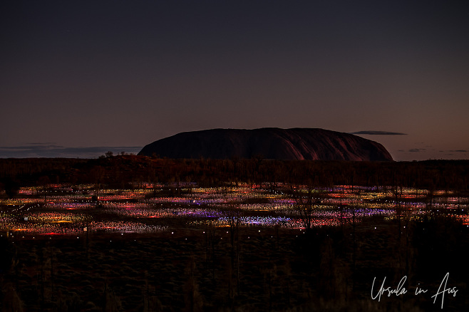 Uluru in a Field of Light, Yulara NT Australia