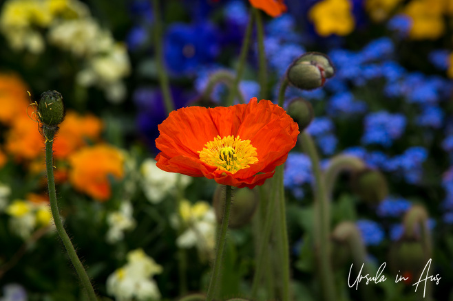 Orange poppy in a garden bed, Honfleur, France