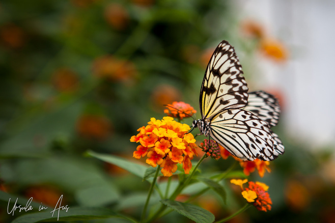 A paper kite butterfly on a lantana, Wye Valley Butterfly Zoo, Herefordshire, UK.