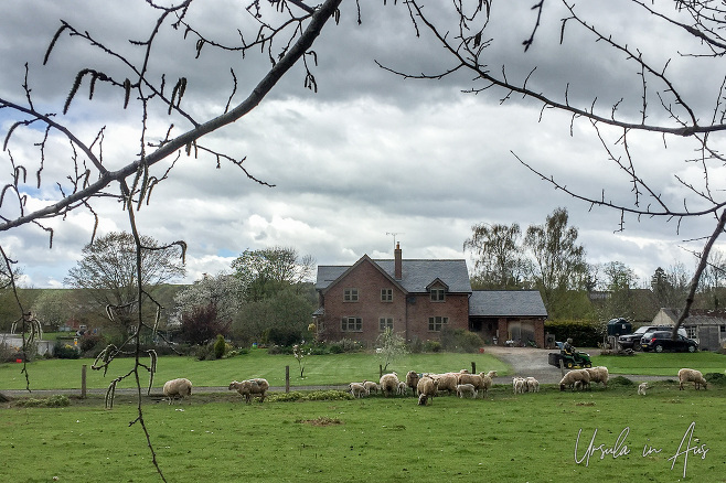 Sheep in the grass in front of a manor house, Symonds Yat West, UK