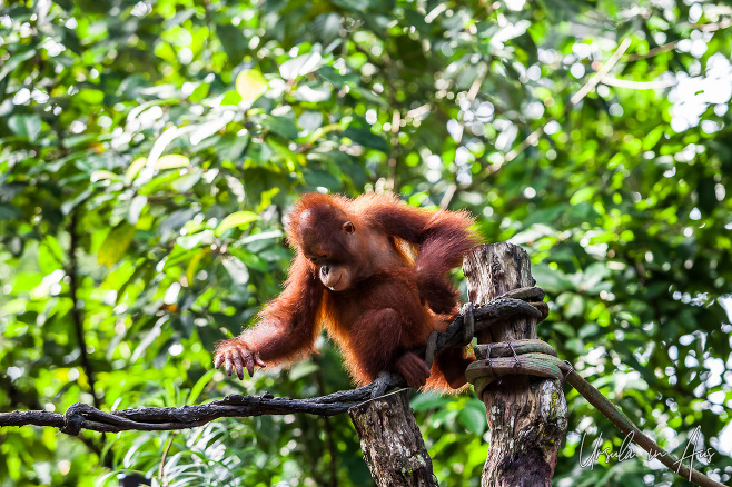 Young Sumatran orangutan on a high wire, Singapore Zoo