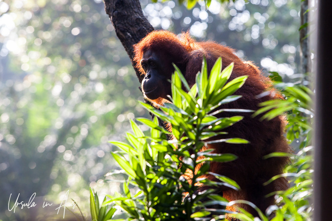 Orangutan in the tree tops, Singapore Zoo