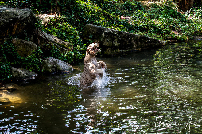 White Tiger in water, Singapore Zoo