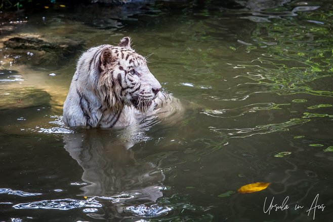 Portrait: White Tiger in water, Singapore Zoo