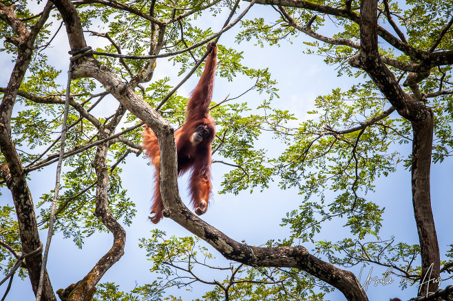 Female orangutan swinging in the tree tops, Singapore Zoo 