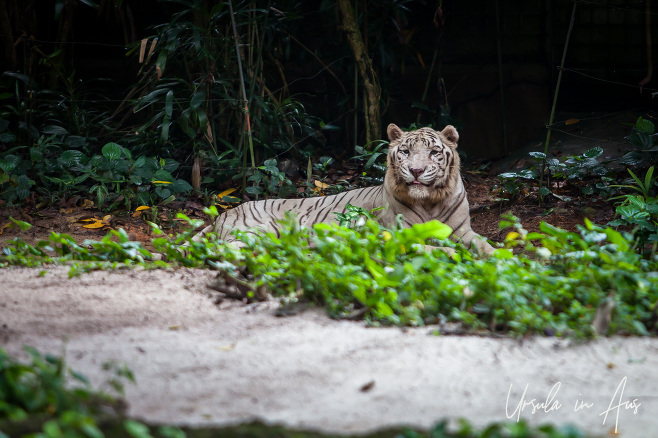 White Tiger, Singapore Zoo 