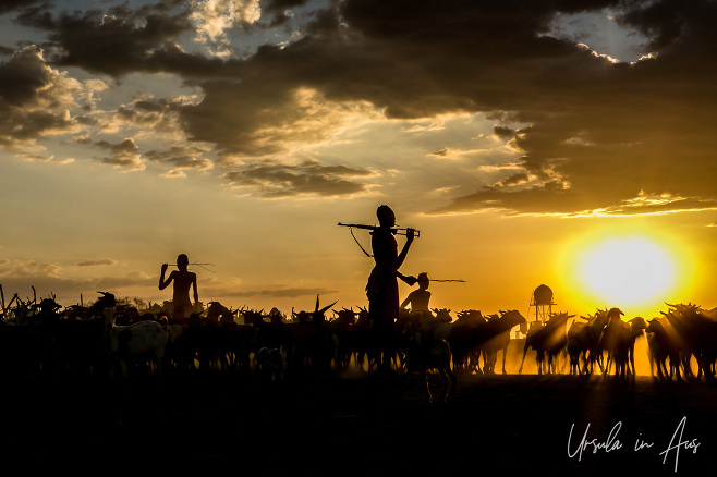 Kara men and goats silhouetted by sundown, Dus Village Ethiopia.