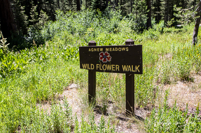 Signboard: Agnes Meadows Wildflower Walk, Inyo National Forest California USA