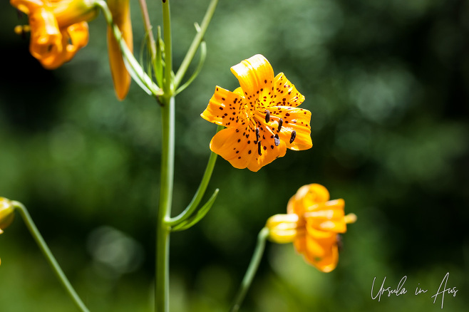 Sierra lily blooms, Agnew Meadow, Inyo National Forest California USA