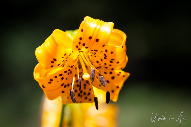 Sierra lily blooms, Agnew Meadow, Inyo National Forest California USA