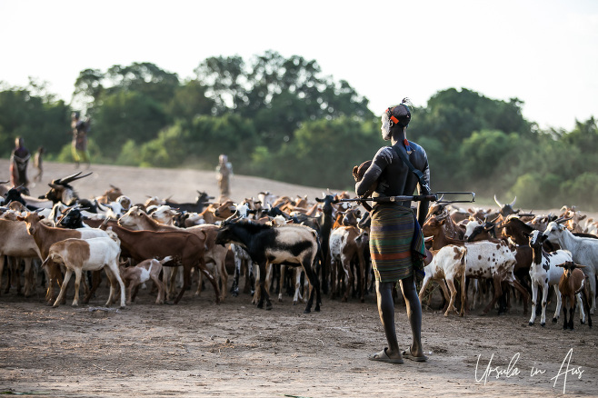 A Kara man with an AK-47 and a baby goat watches a herd, Dus Village Ethiopia